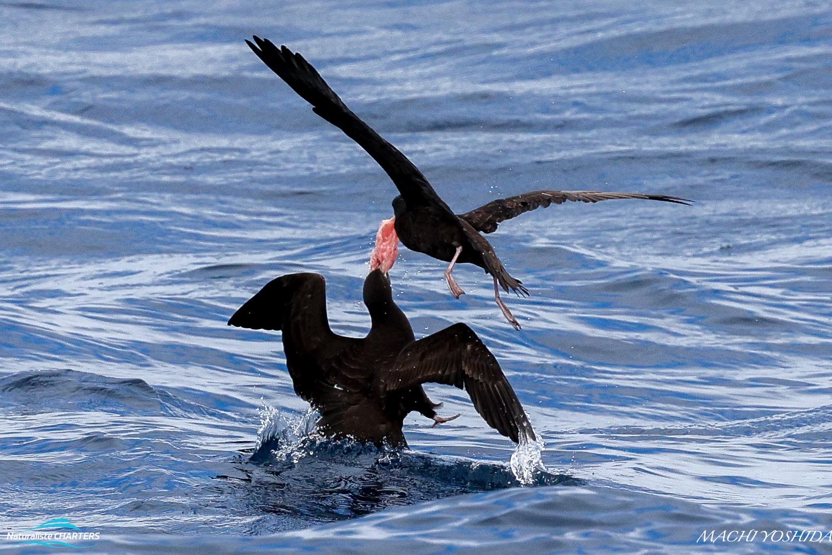 Shearwaters fighting over leftovers from the predation