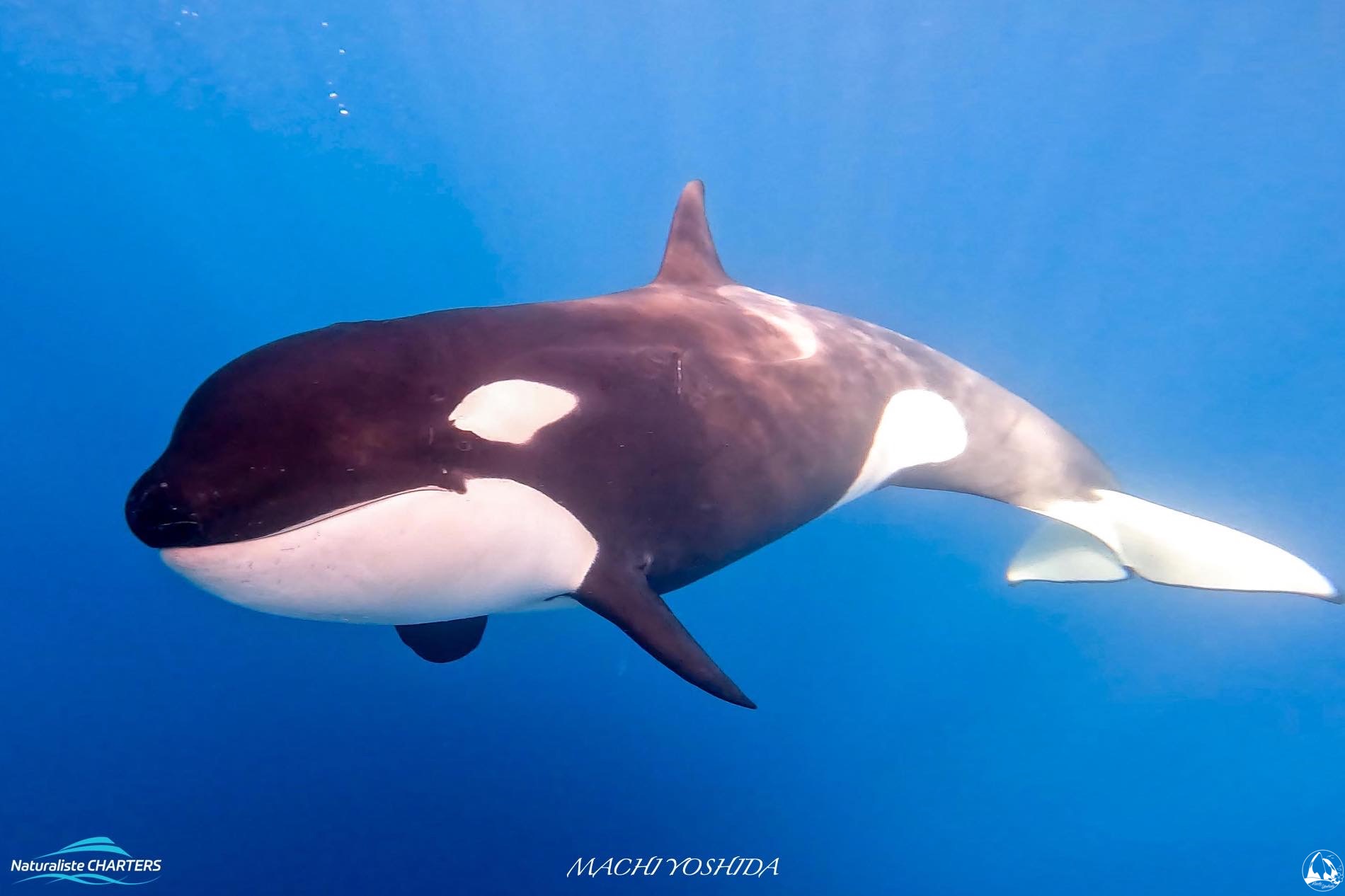 An orca swims below the Alison Maree