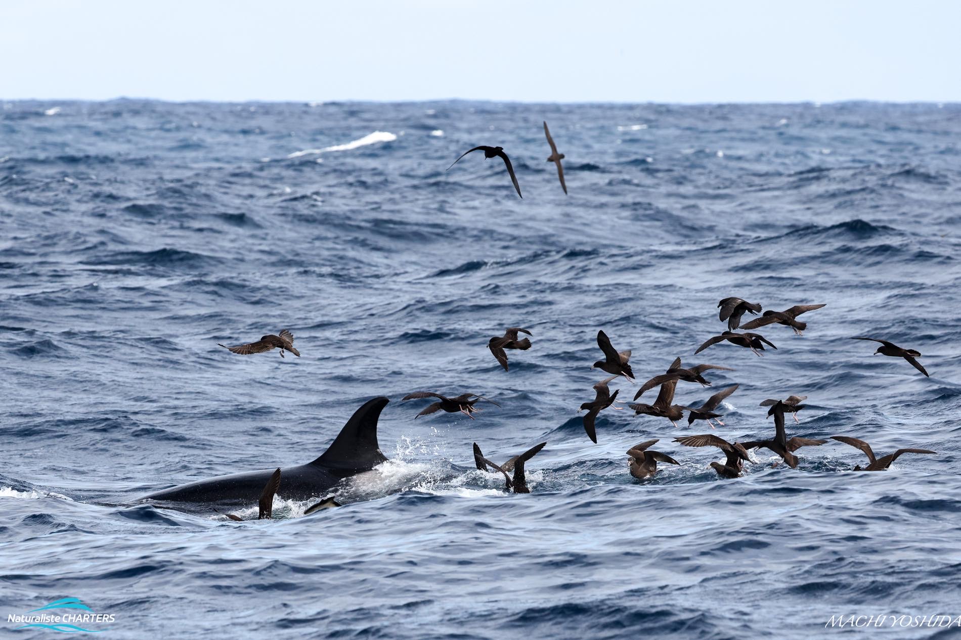 Successful predations feed a myriad of ocean dwellers
