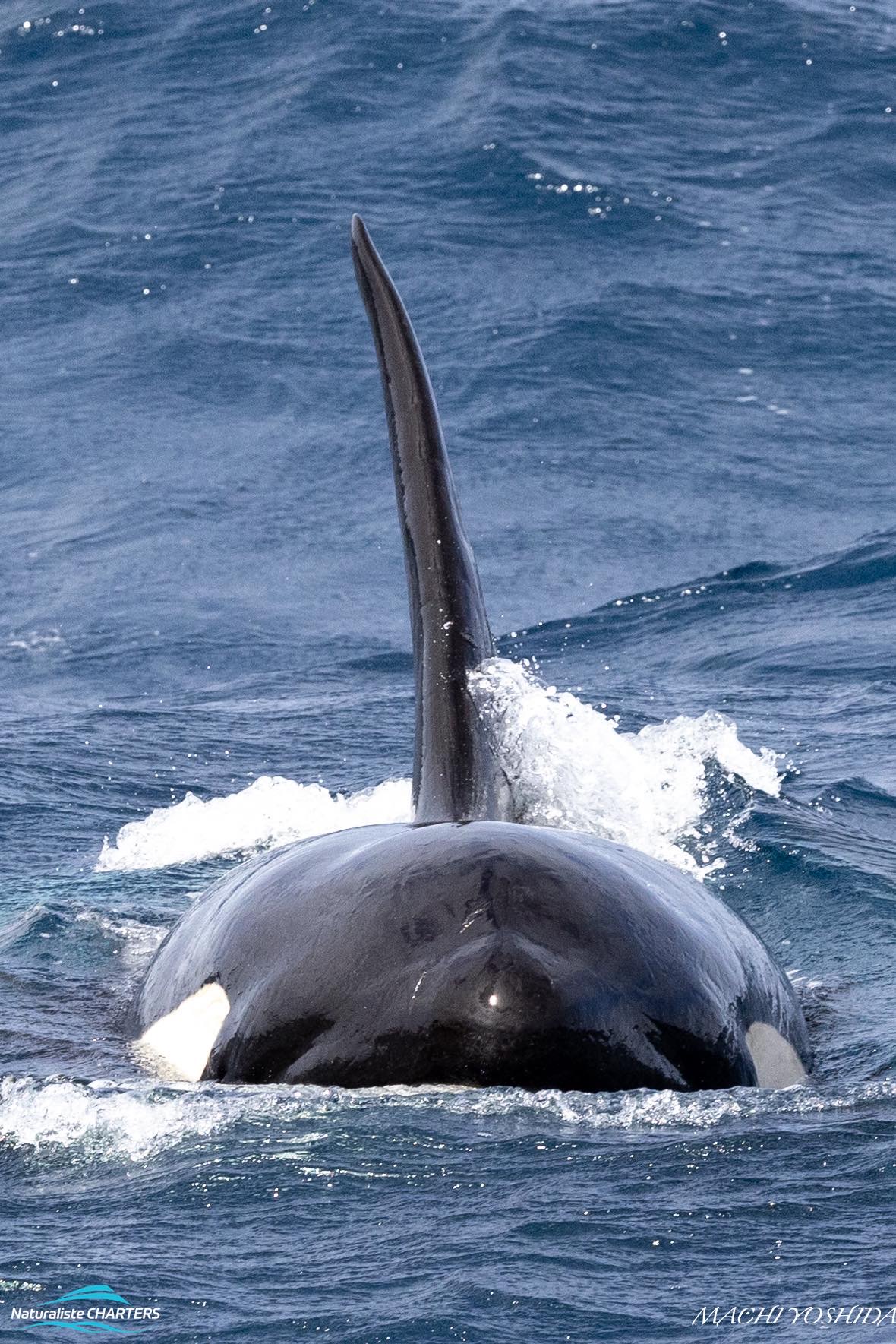 Killer whales hunt in pods