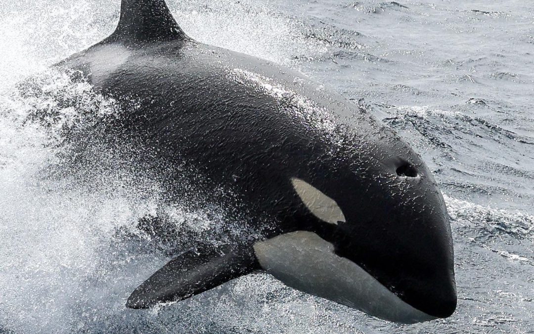 Nature’s Drama on the High Seas: Killer Whales’ Feeding Frenzy