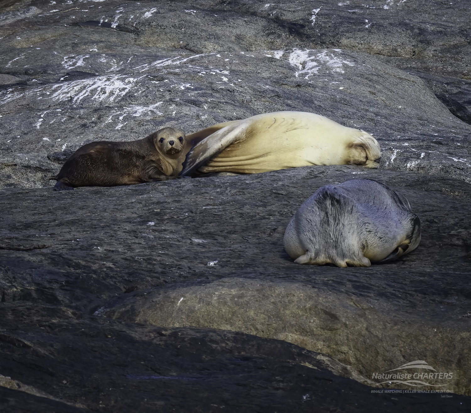 Sea lions of Glasse Island resting