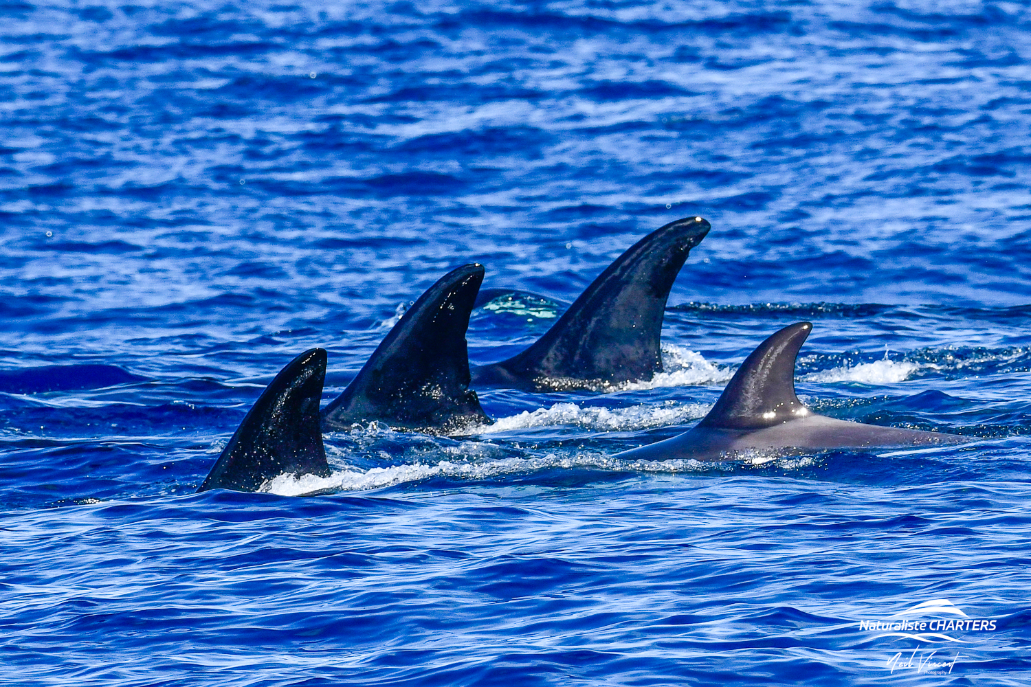 Pods of Orca