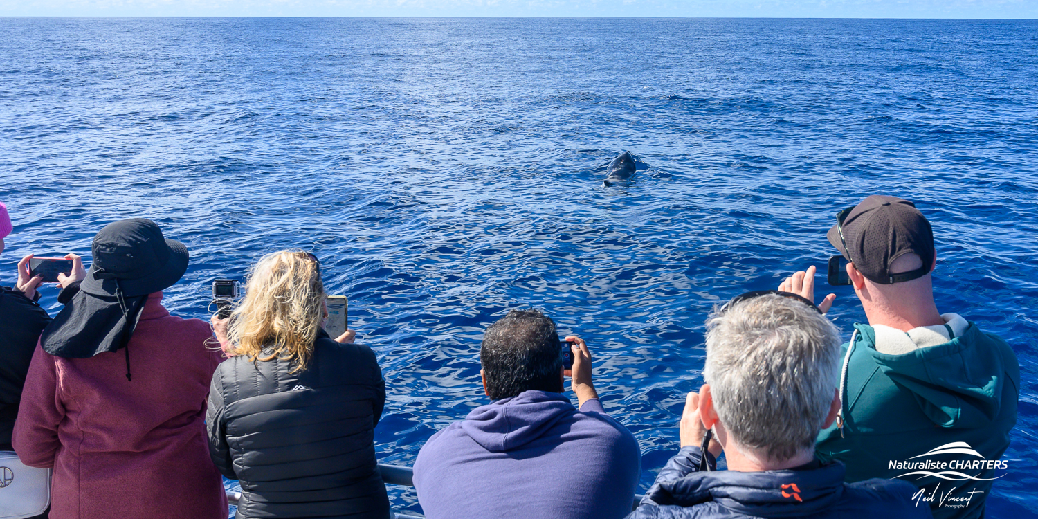 Passengers photographing orca from the deck of the Alison Maree