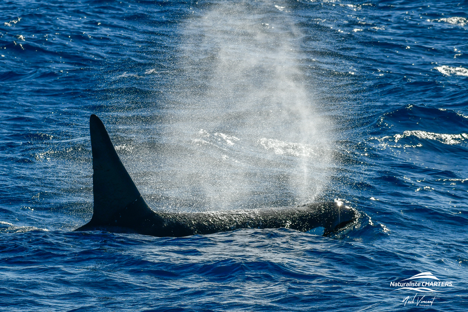 Orca, dolphins and sperm whales