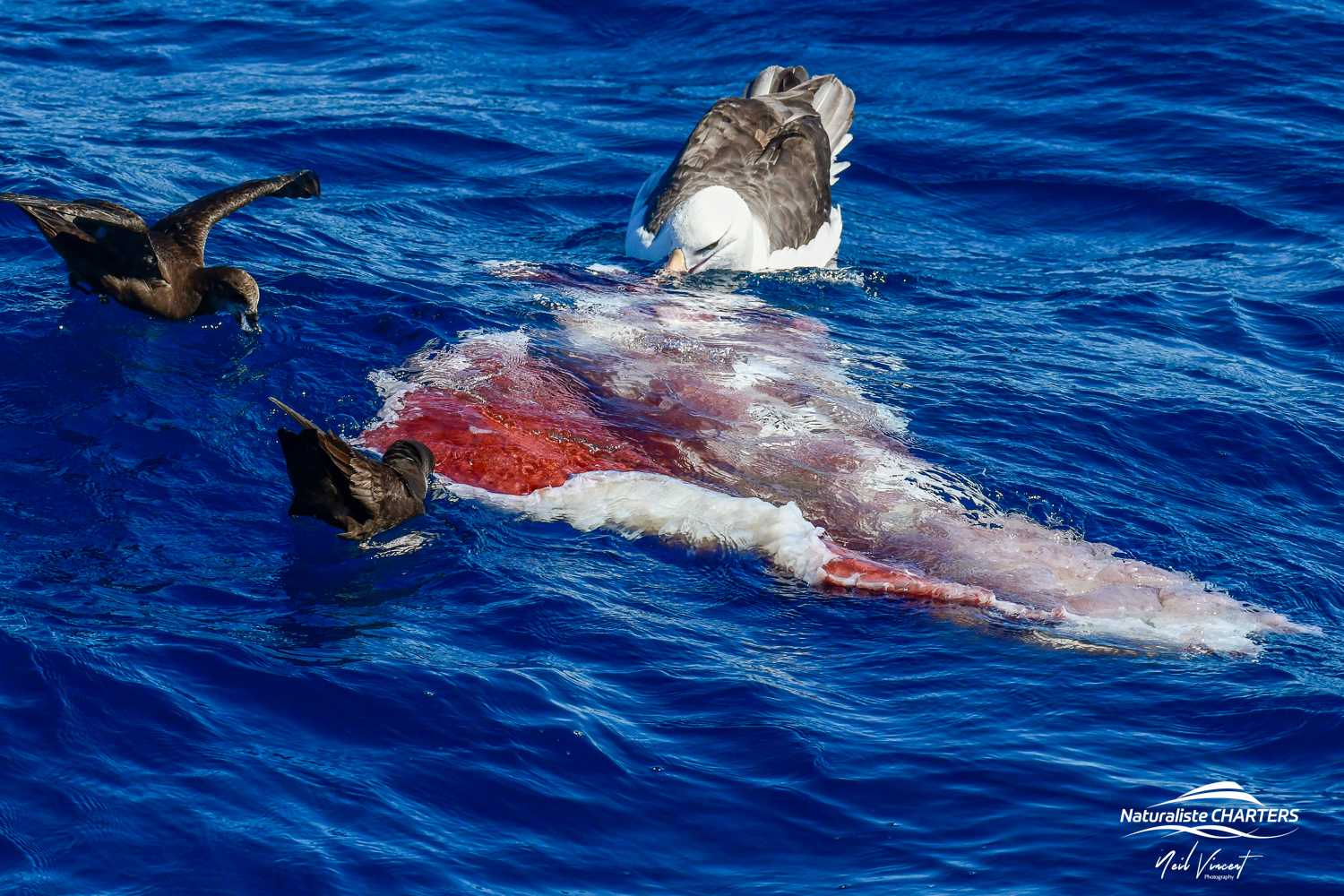 GRAPHIC WARNING: Colossal squid leftovers feasted on by pelagic birds