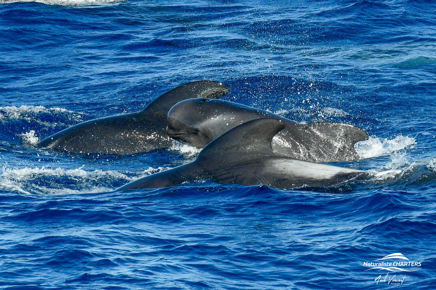 Pilot whales in great numbers roaming Bremer Canyon