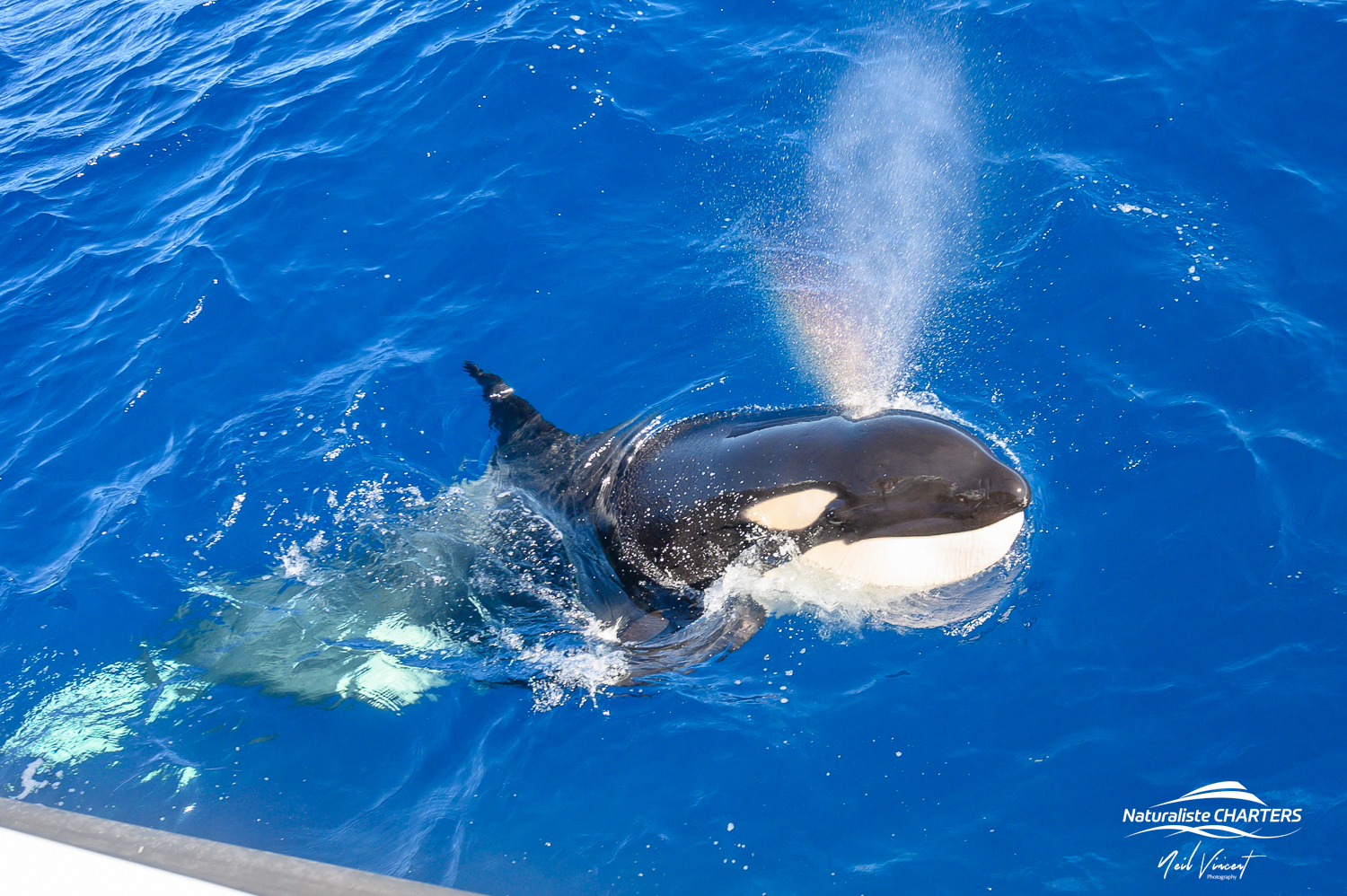 A spy hopping orca views the guests onboard the Alison Maree