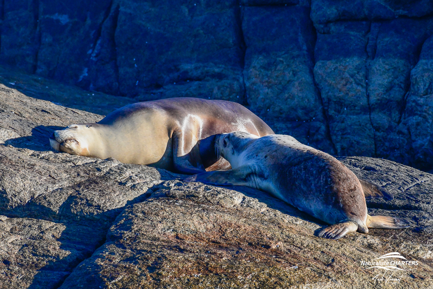A sea lion calf suckling its mother on Glasse Island