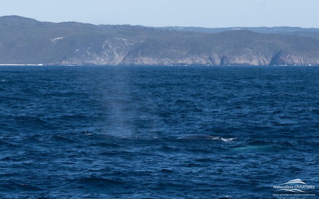 Tales of Blue Whales, Feeding Frenzies, and Playful Encounters
