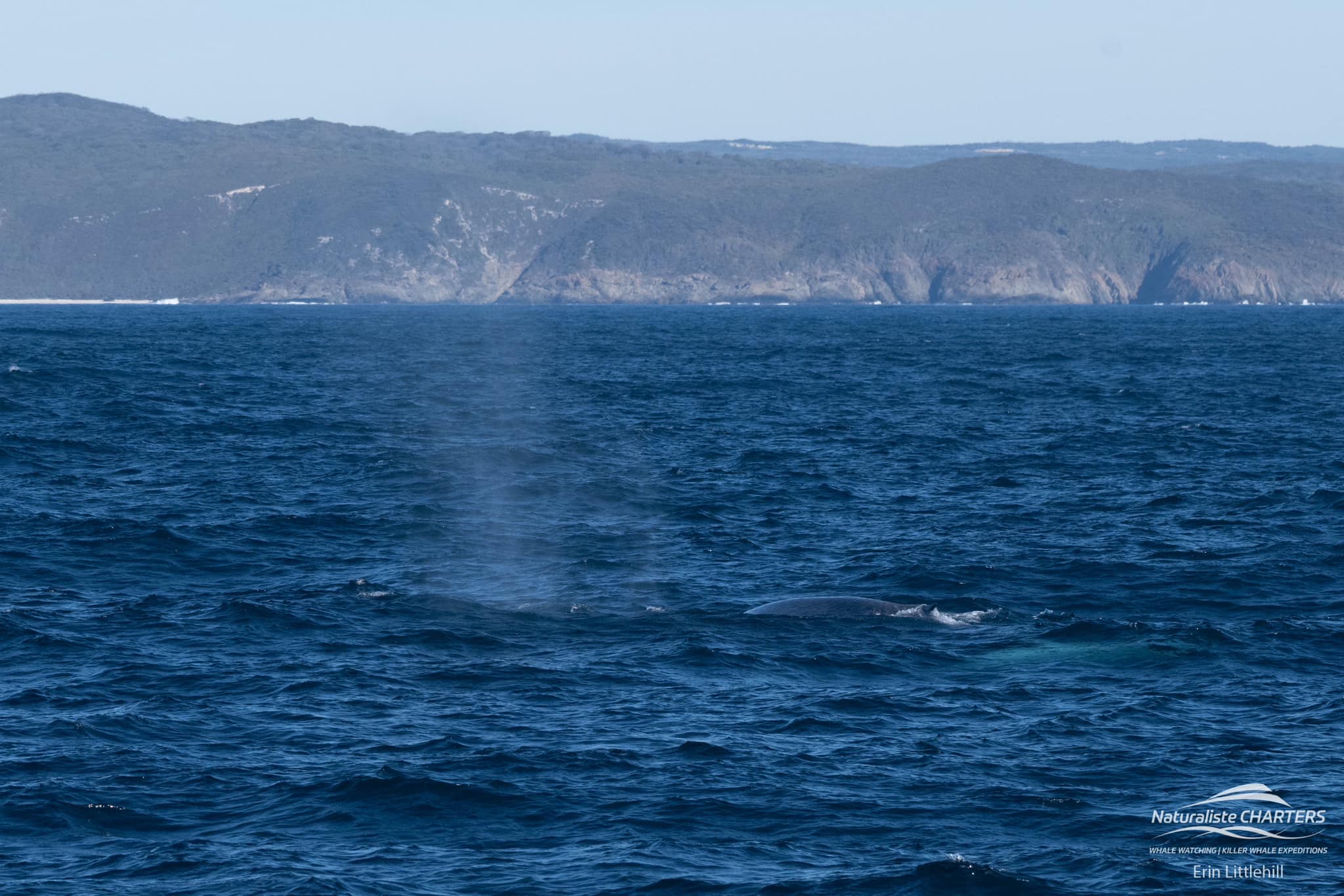 Blue Whale at Point Henry