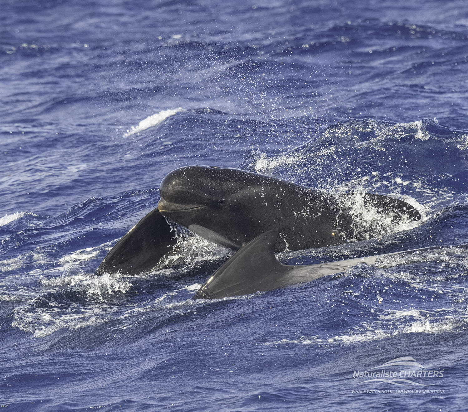 A Day Among Orcas: Tales from the High Seas