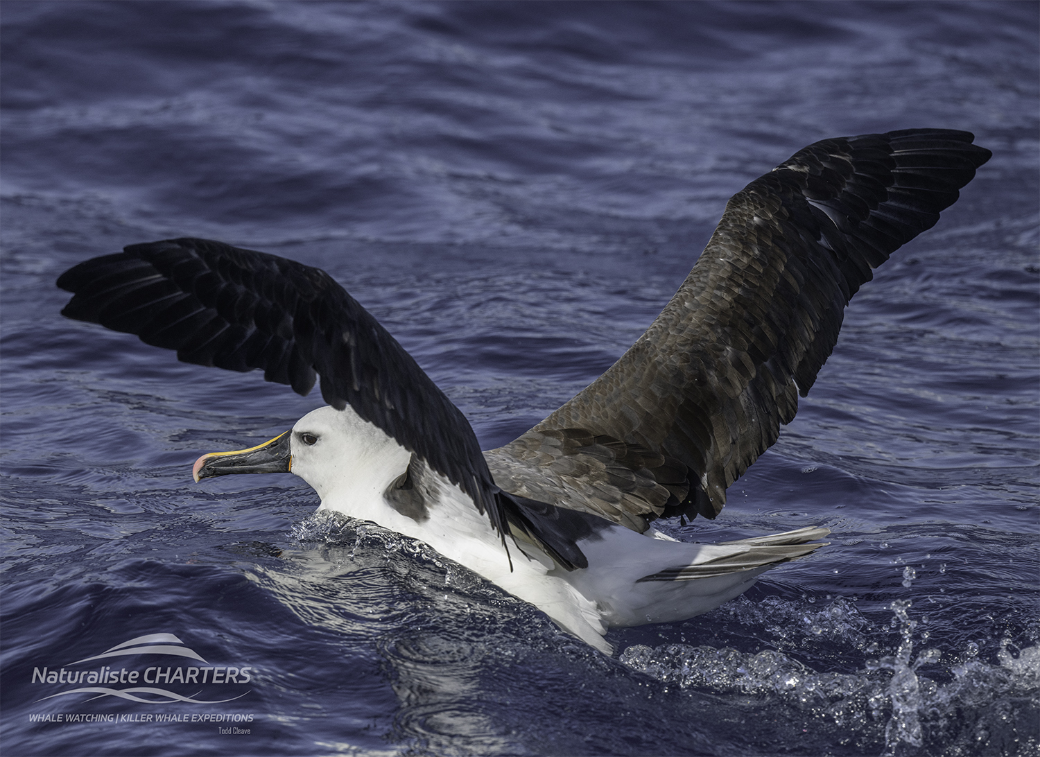 Flesh-footed Shearwaters, Australasian gannets and Terns were seen near Glasse Island