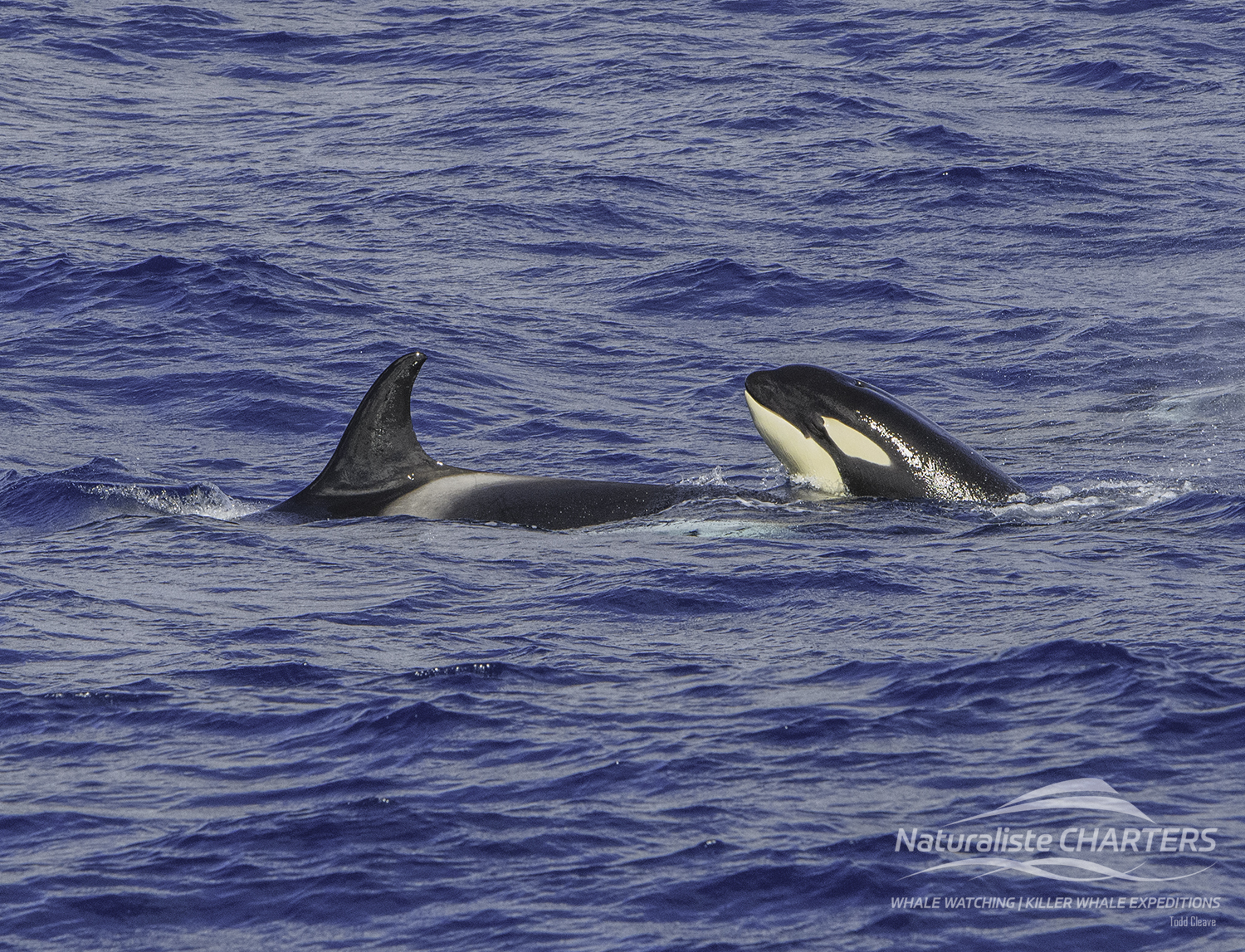 Four pods of killer whale merge together 