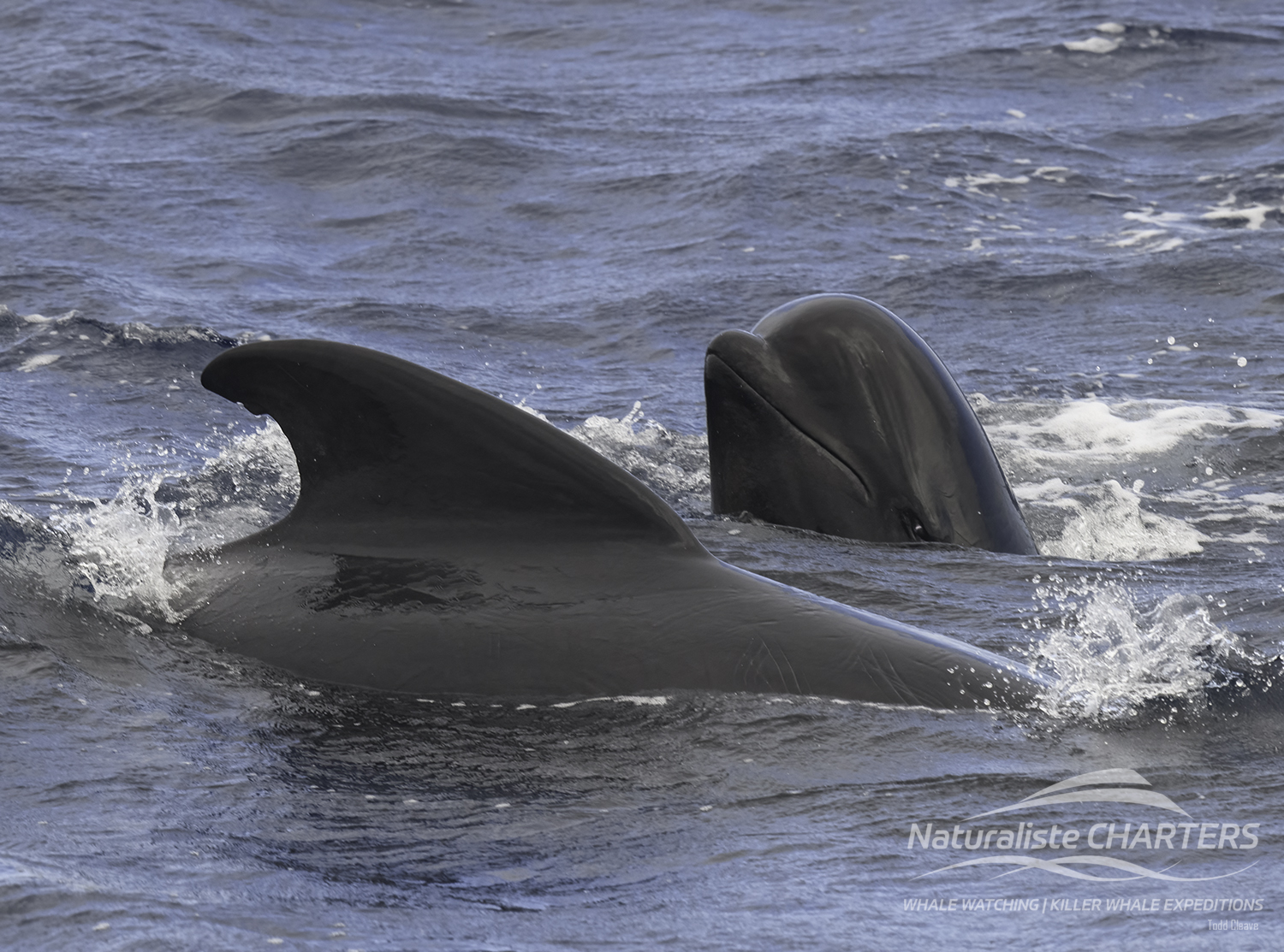 A large crowd of pilot whales followed our boat the Alison-Maree