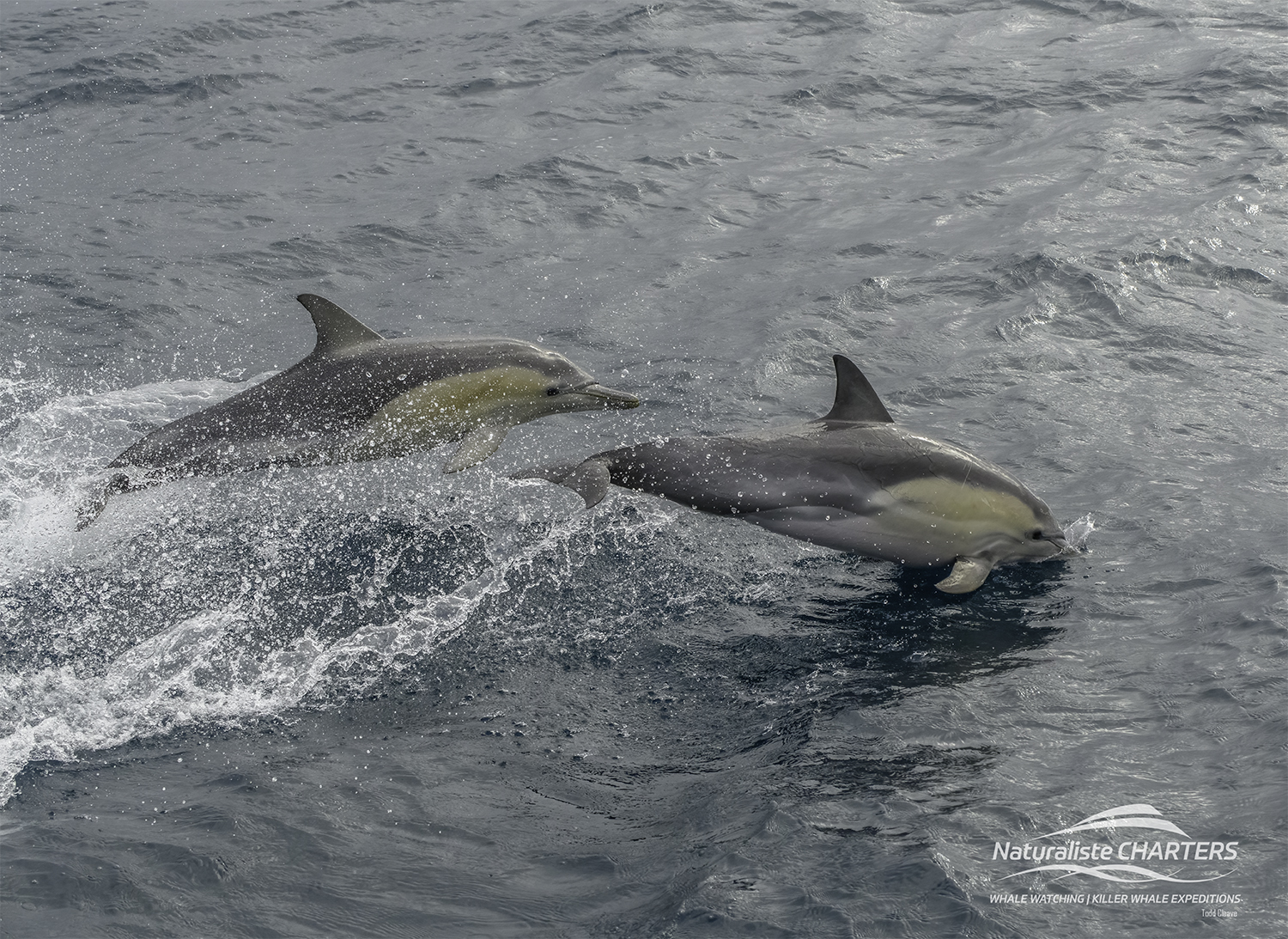 Common dolphin ride the bow waves