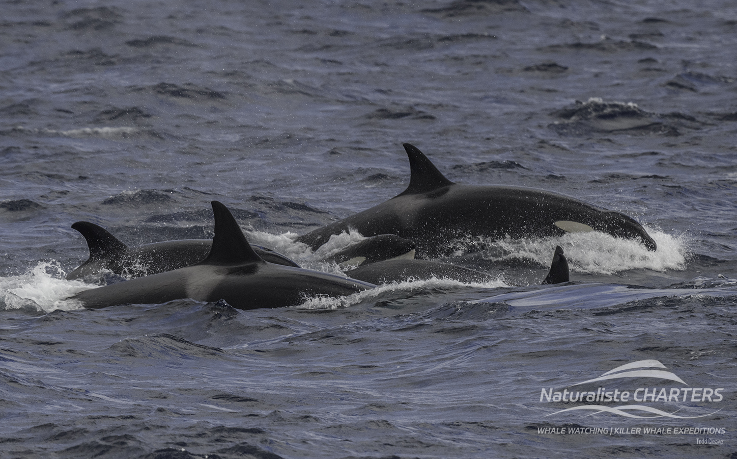 Pods of Orca not seen for some time were spotted in Bremer Canyon