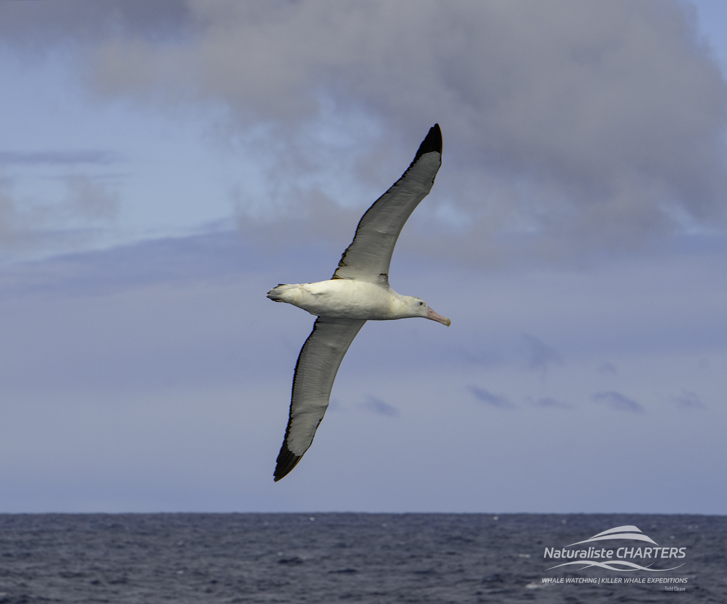 There are many types of pelagic birds species seen on the expeditions
