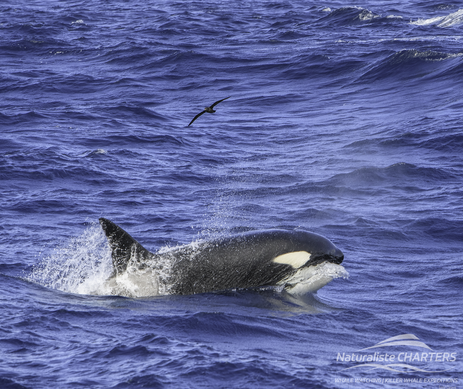 Orca were seen hunting in Bremer Canyon