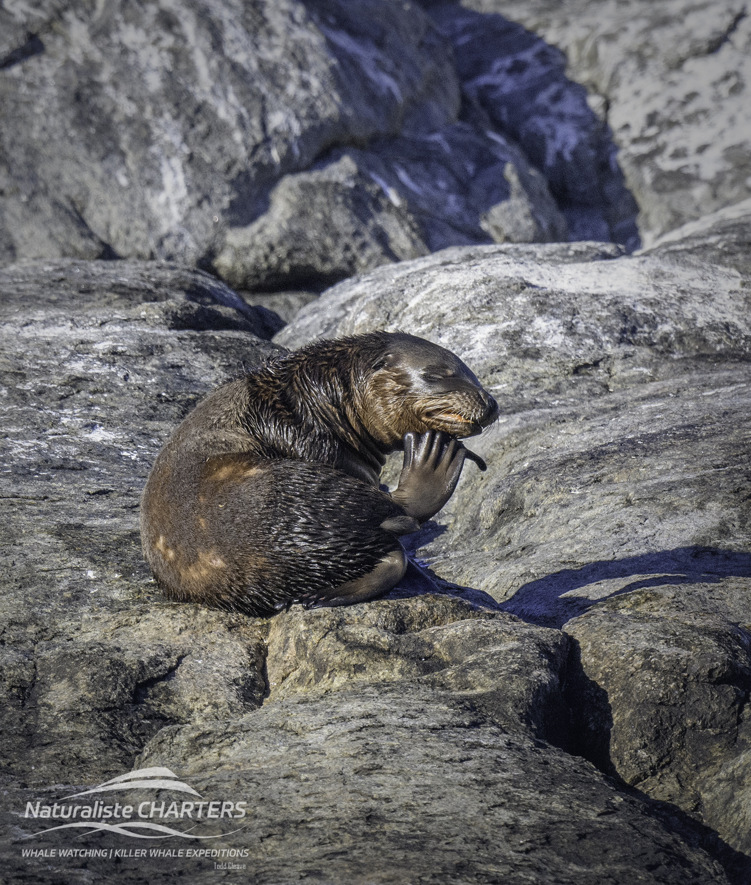 A sea lion pup cleans himself on Glasse Island