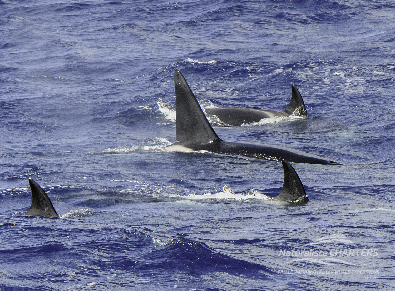 Killer whales hunting for their next meal