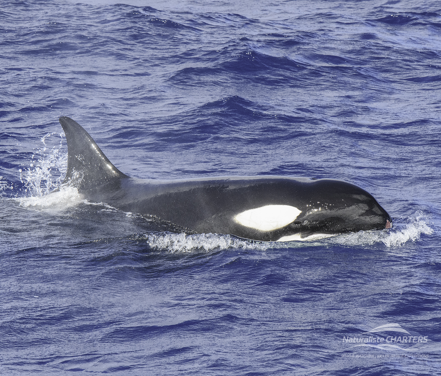 Killer Whale entertaining passengers in Bremer Canyon
