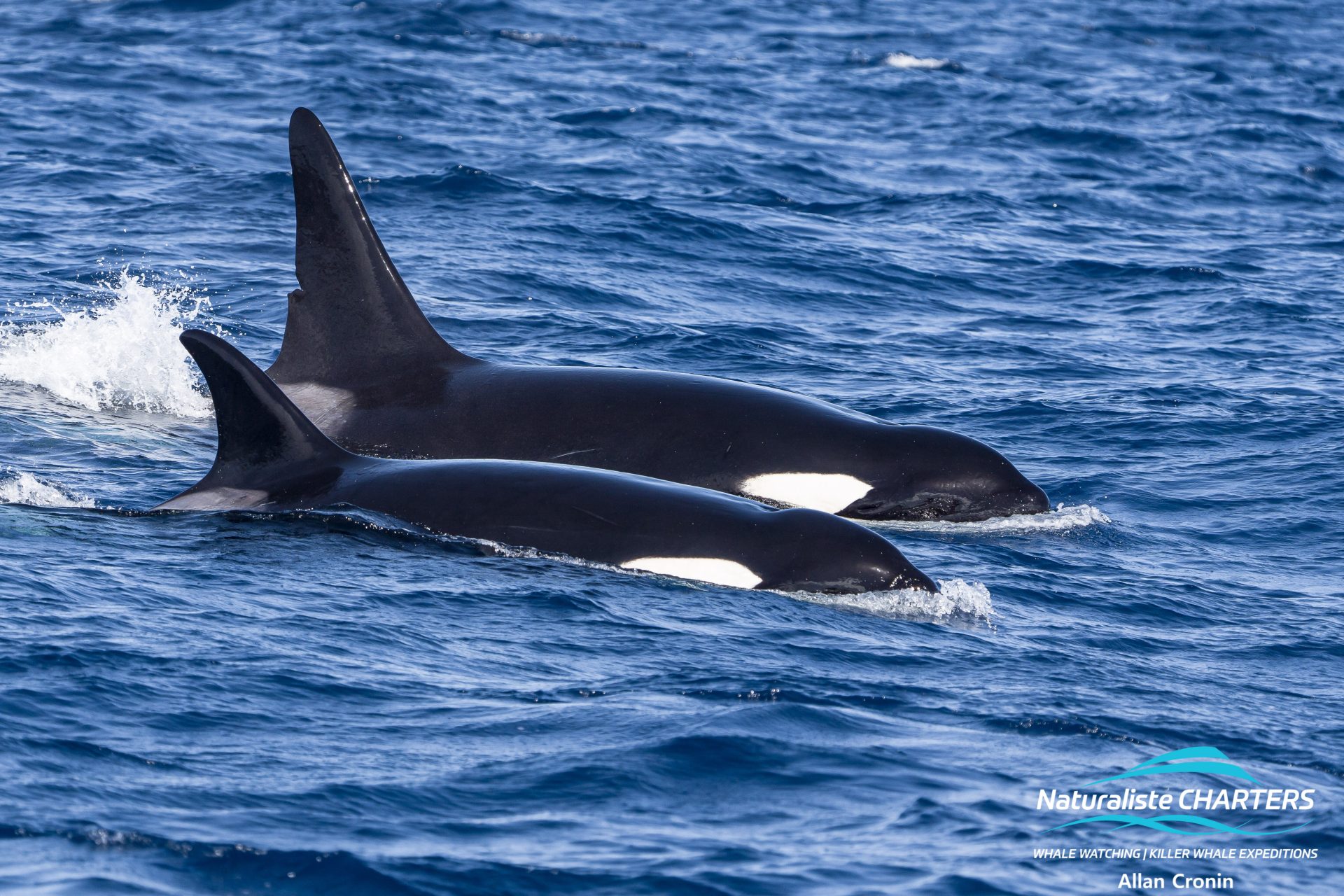 Killer Whales are known to frequent Bremer Canyon
