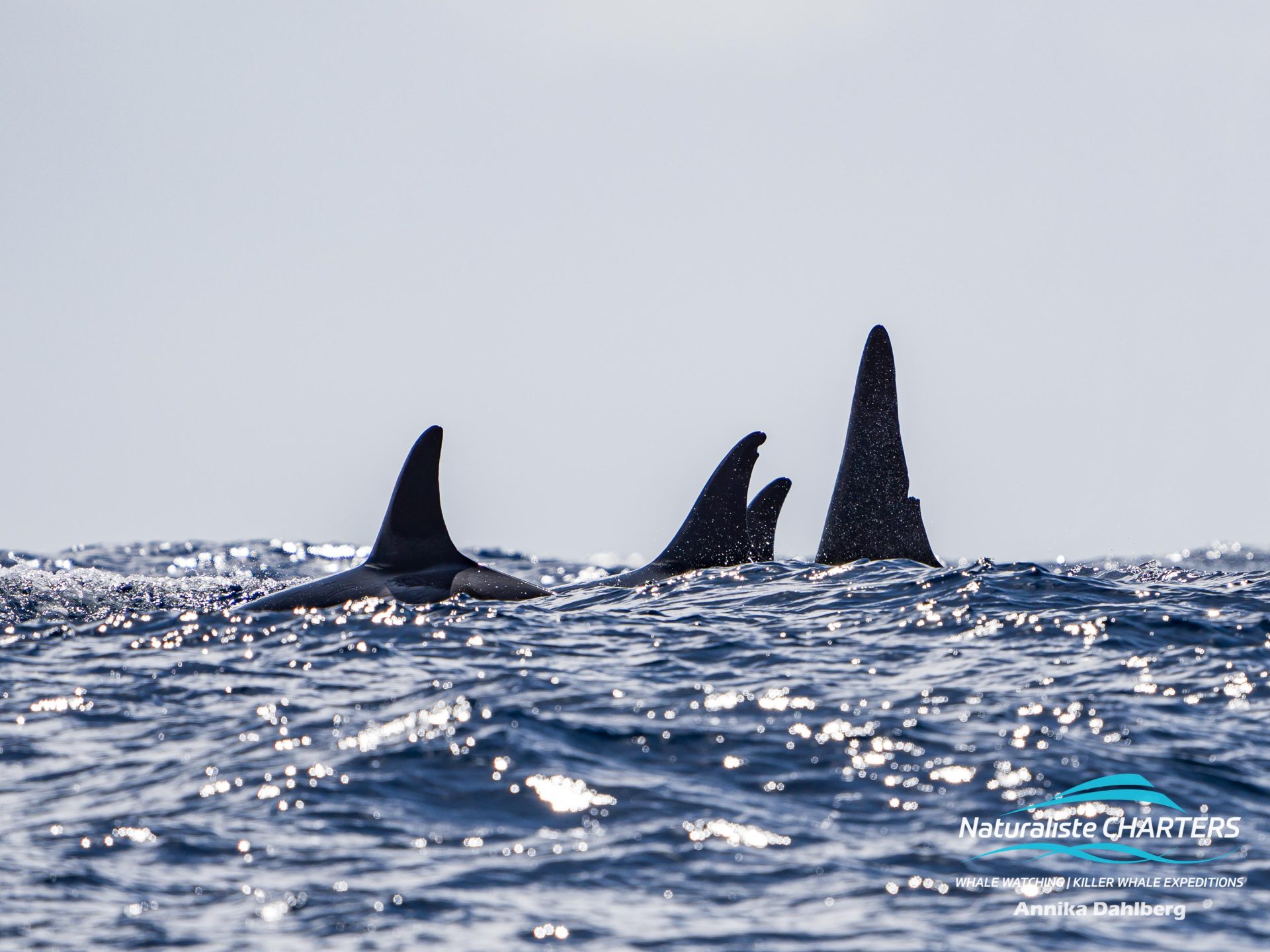 Dorsal Fins of a pod of Killer Whales