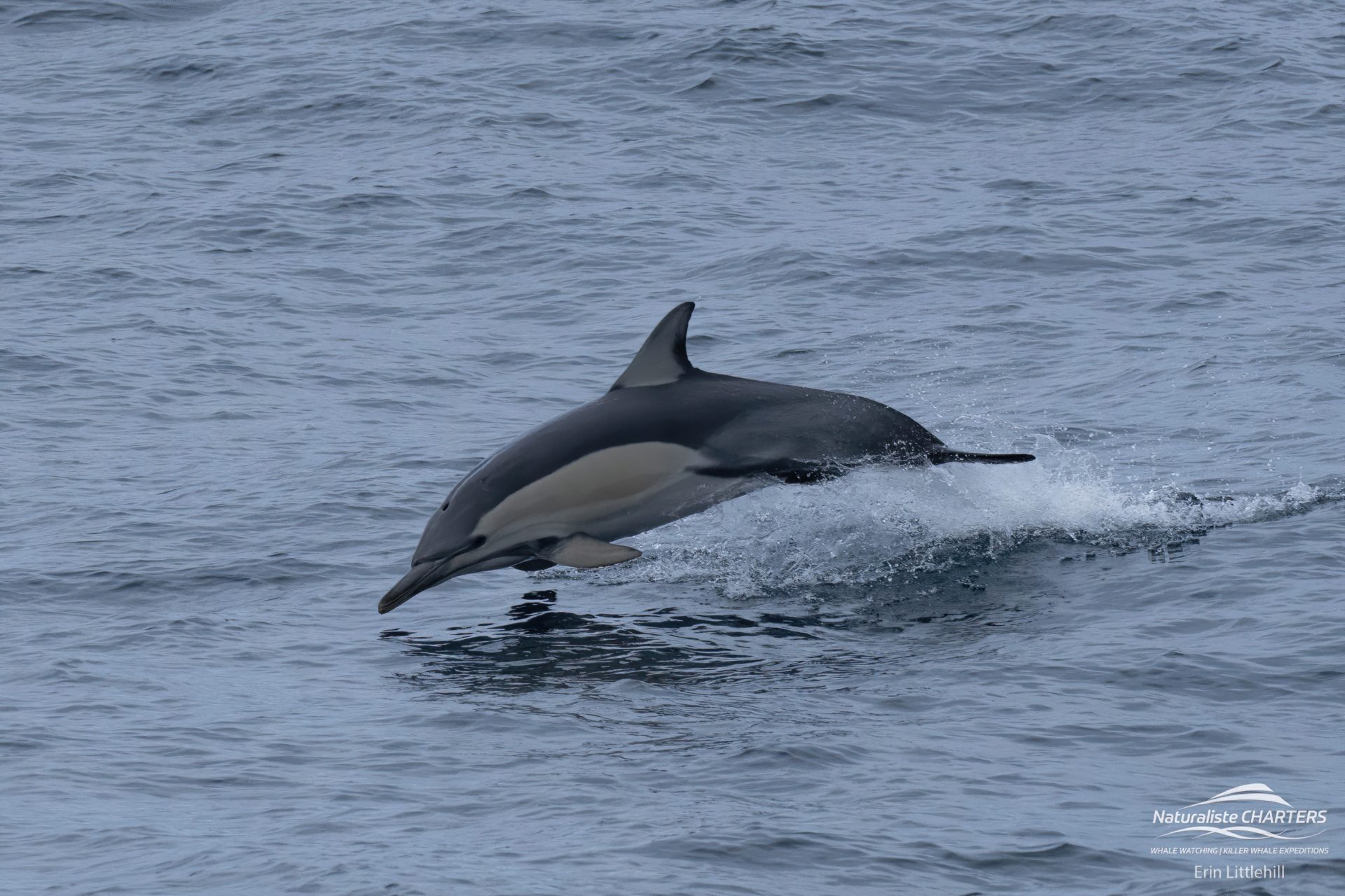 Common Dolphin ride in our wake