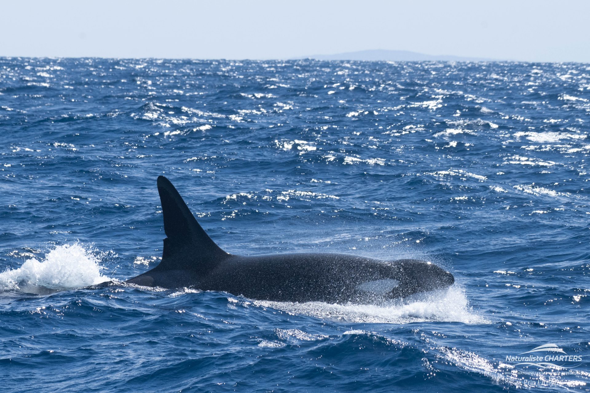 Orca swimming in their pod