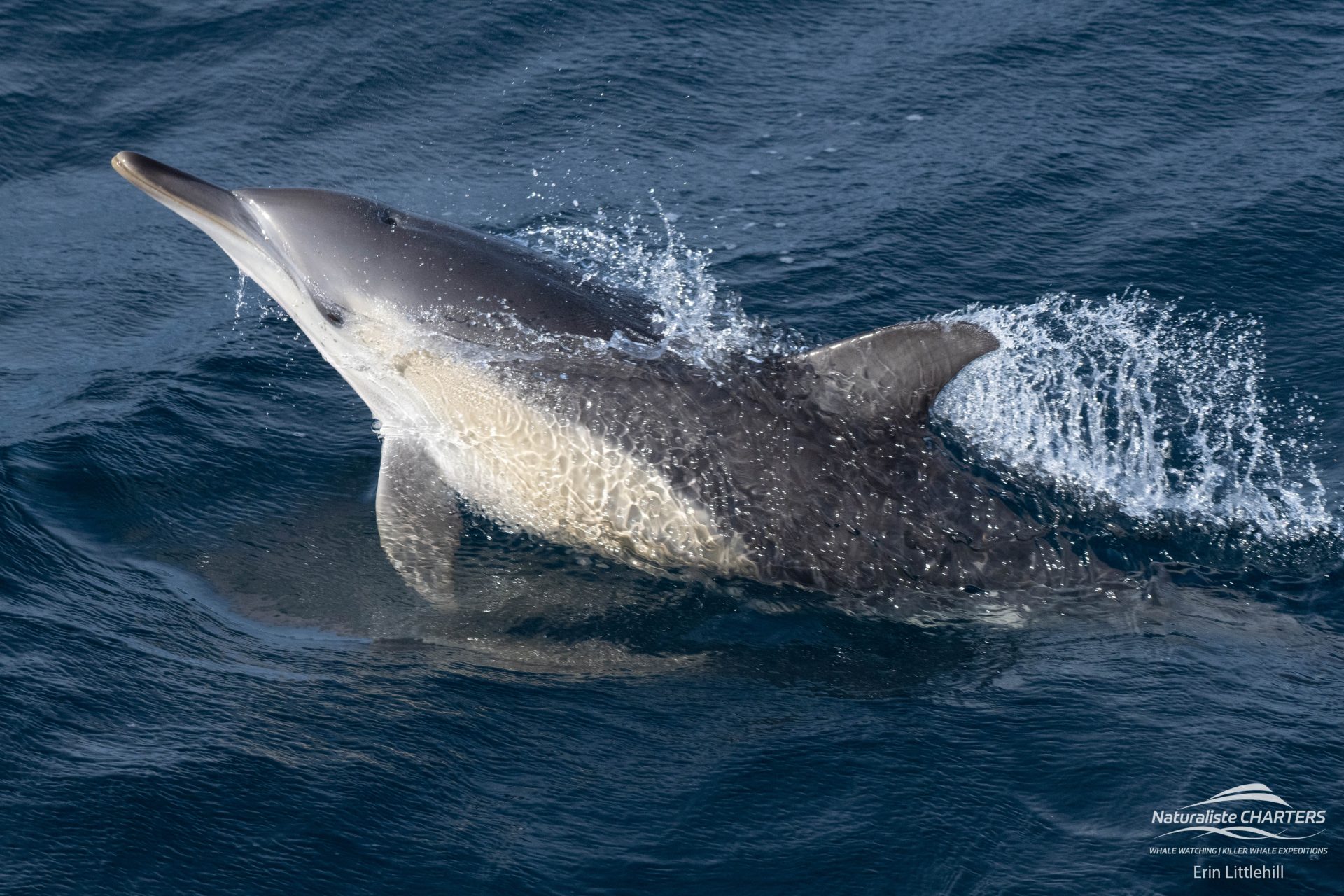 Common Dolphin surfing the bow