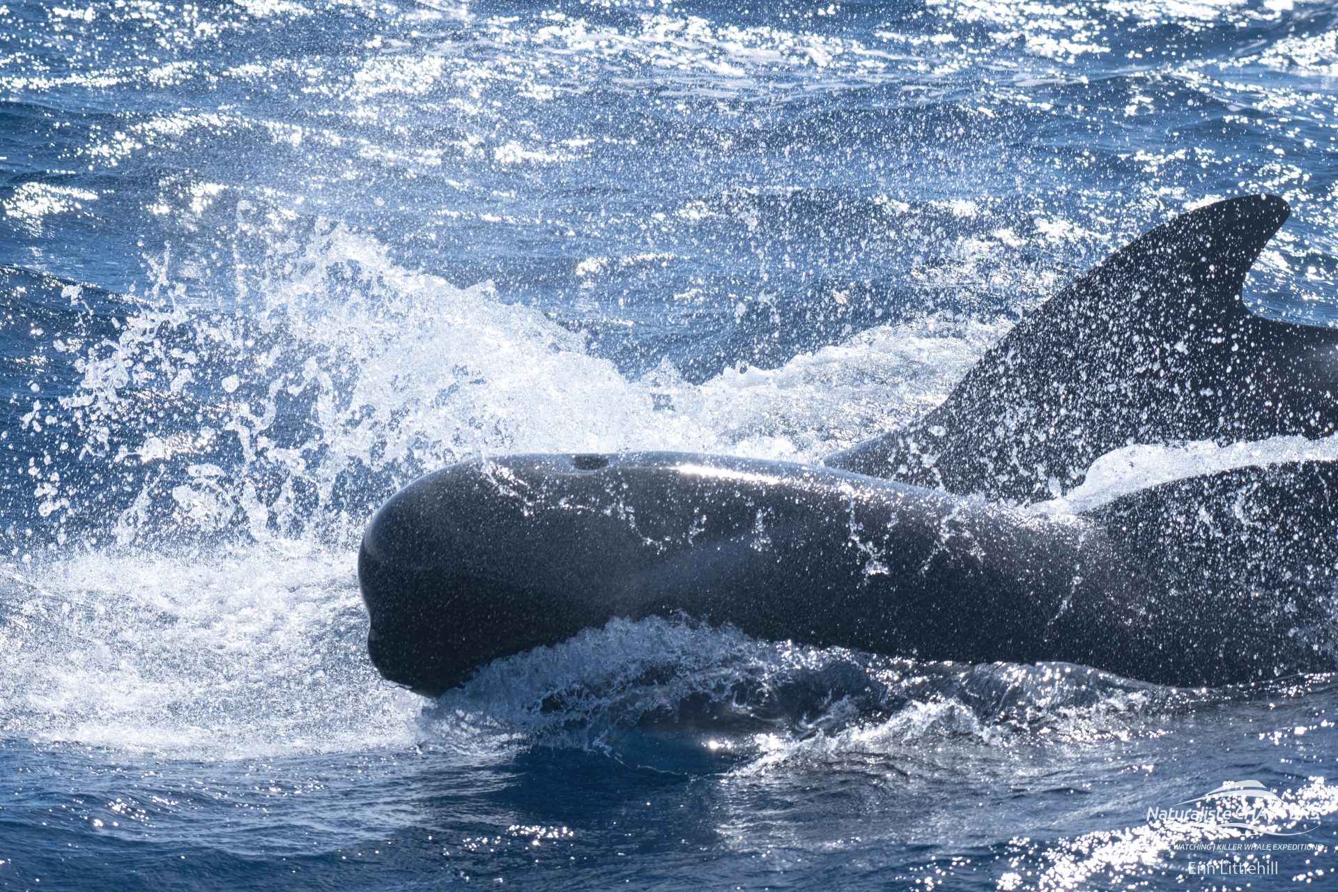 Pilot Whales are seen in large numbers