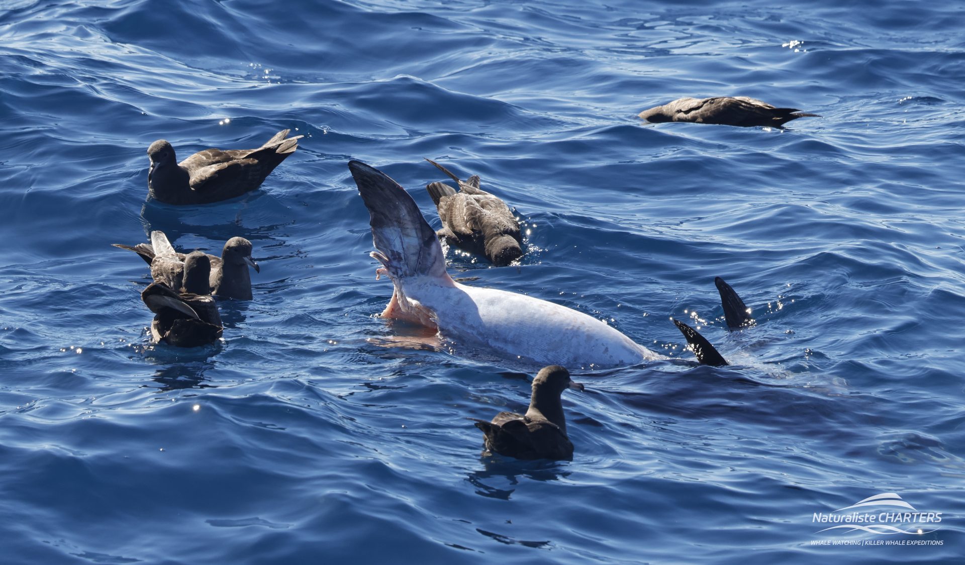 Pelagic birds are the cleaners of the ocean 