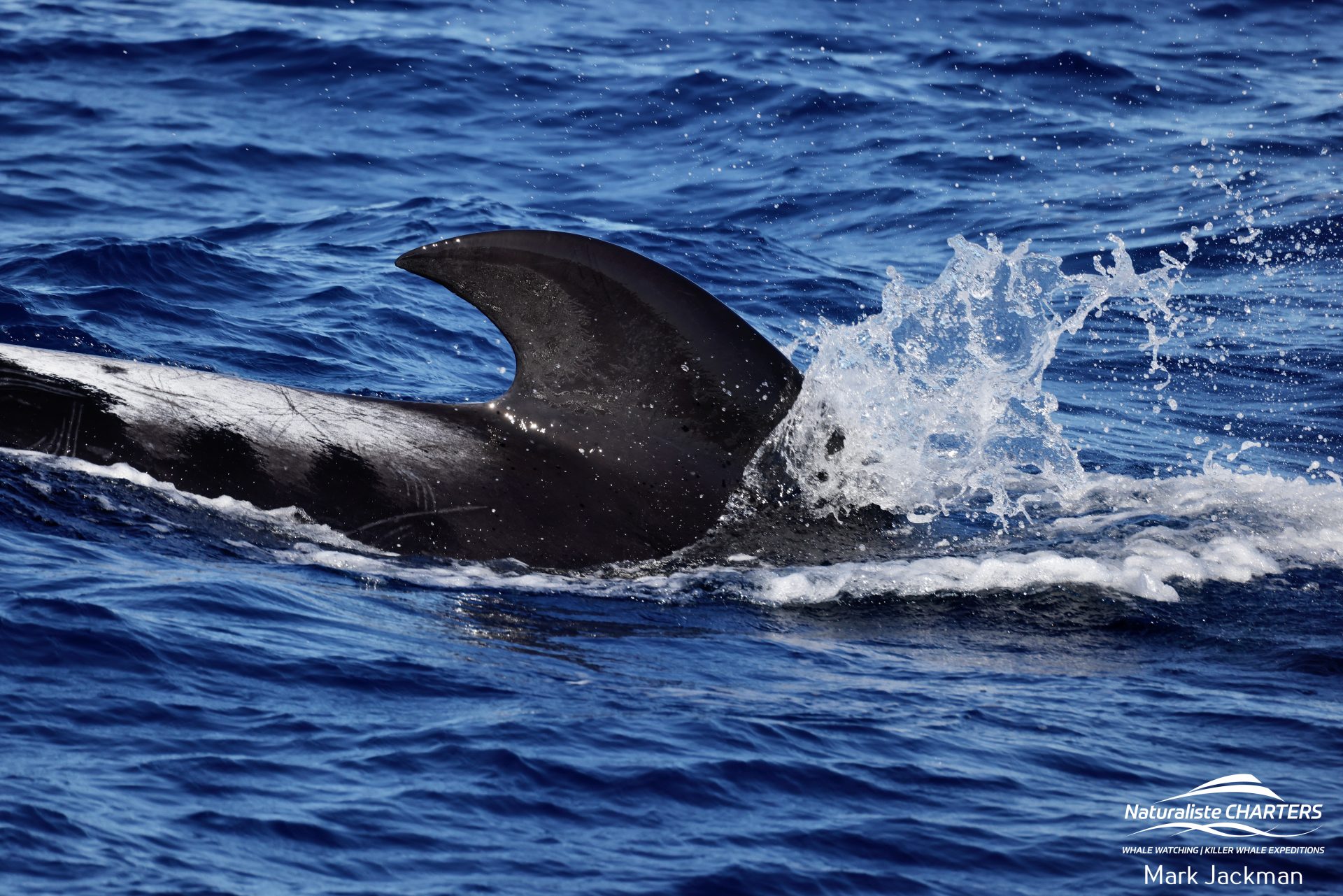 A pilot whale skims the water in the Bremer Canyon