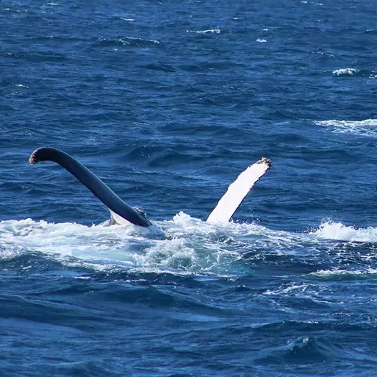 humpback whale adult breaching