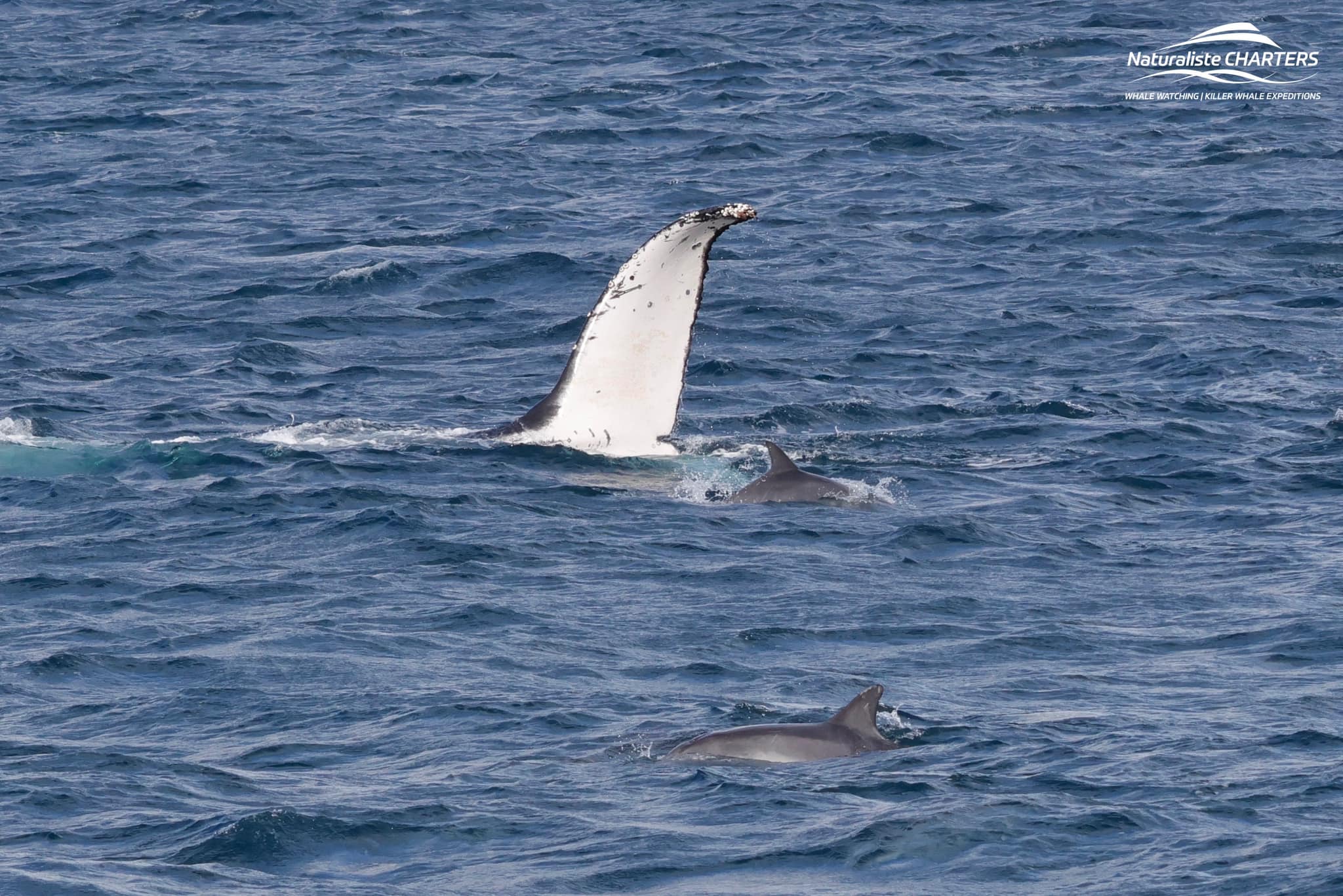 Bottlenose dolphins join a humpback whale in Flinders Bay
