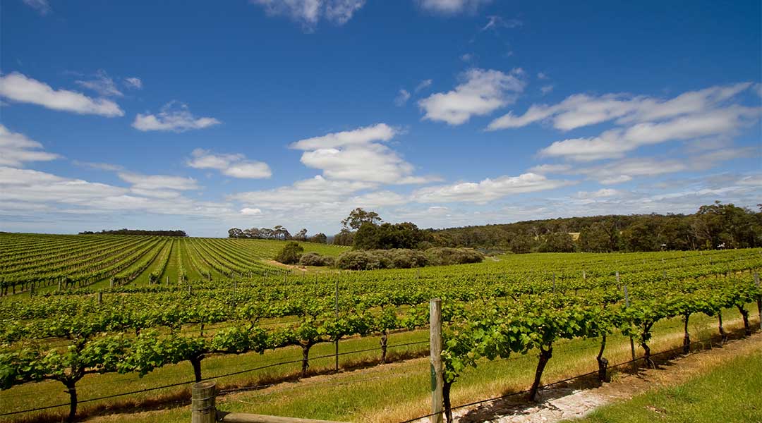 Our Guide to the Best Wineries in Margaret River
