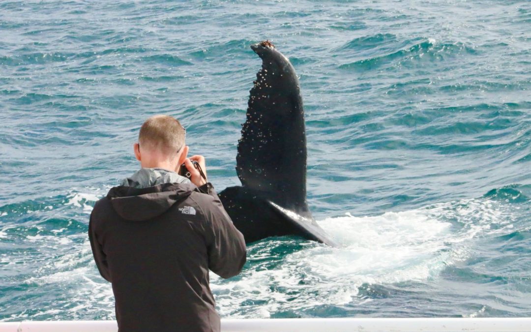 Humpback Whale Watching South West, WA: FAQs & Best Spots
