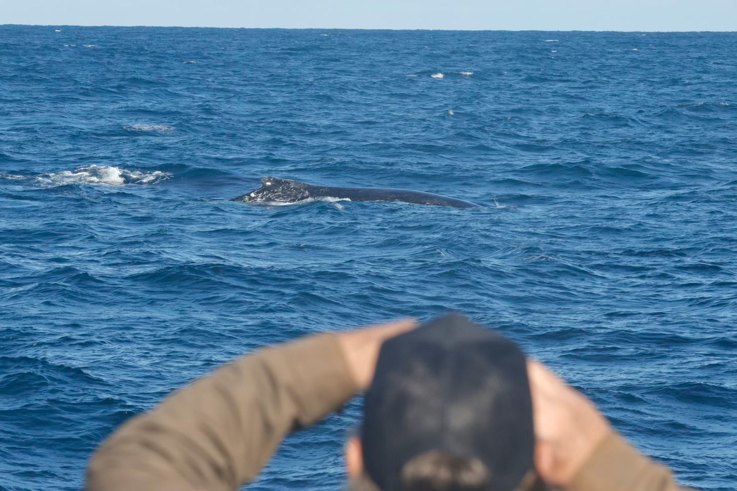 Passengers Whale Watching