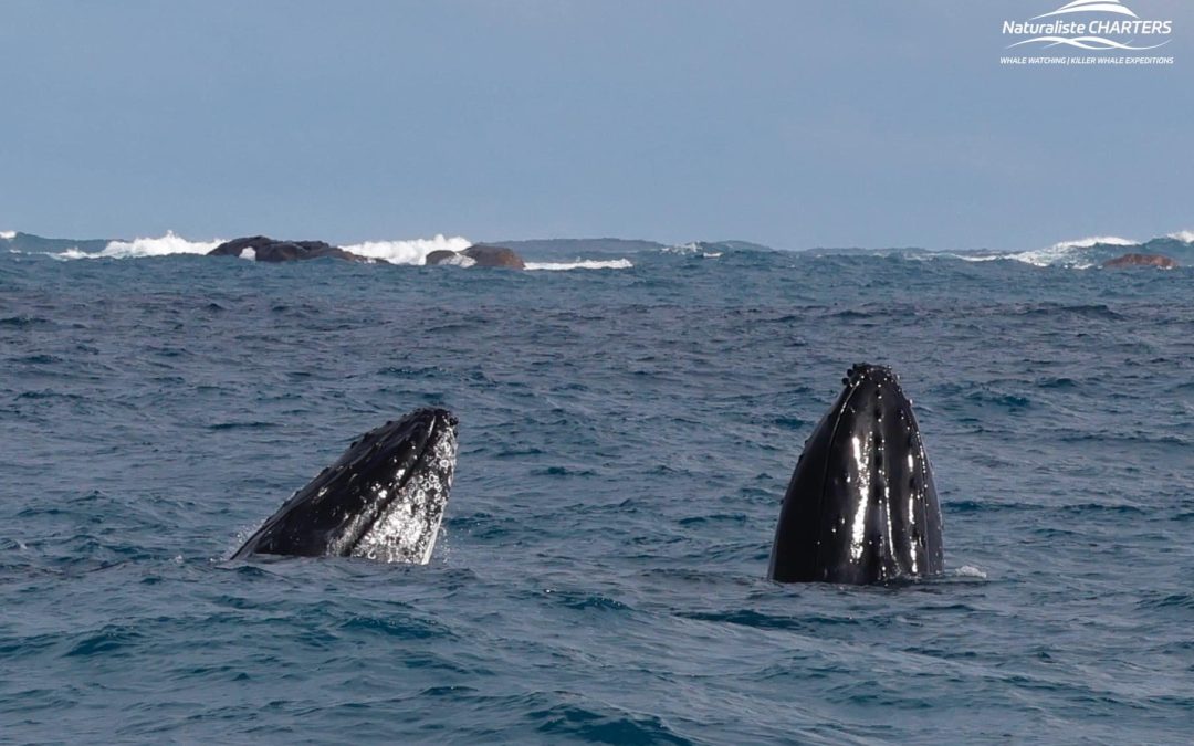 An Incredible Morning on the Ocean: 12.07.24