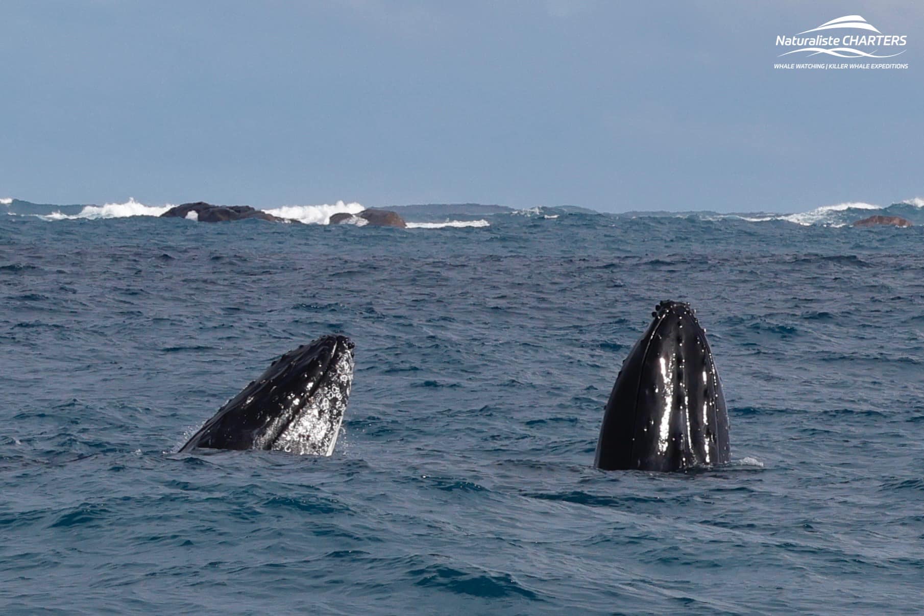 Humpback Whales Spyhopping