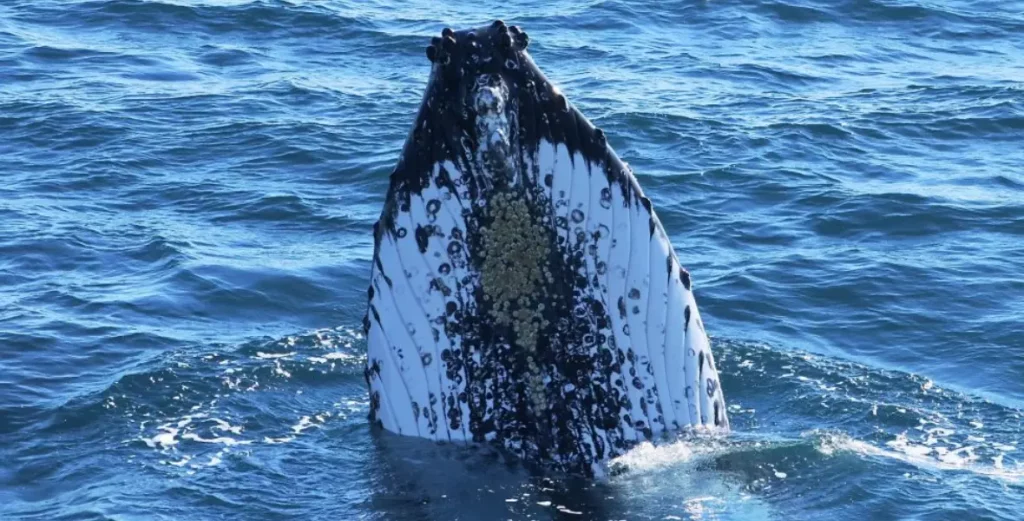 A Close Up Of A Humpback Whale Surfacing Naturaliste Charters E1693294135814 1.jpg 1024x521