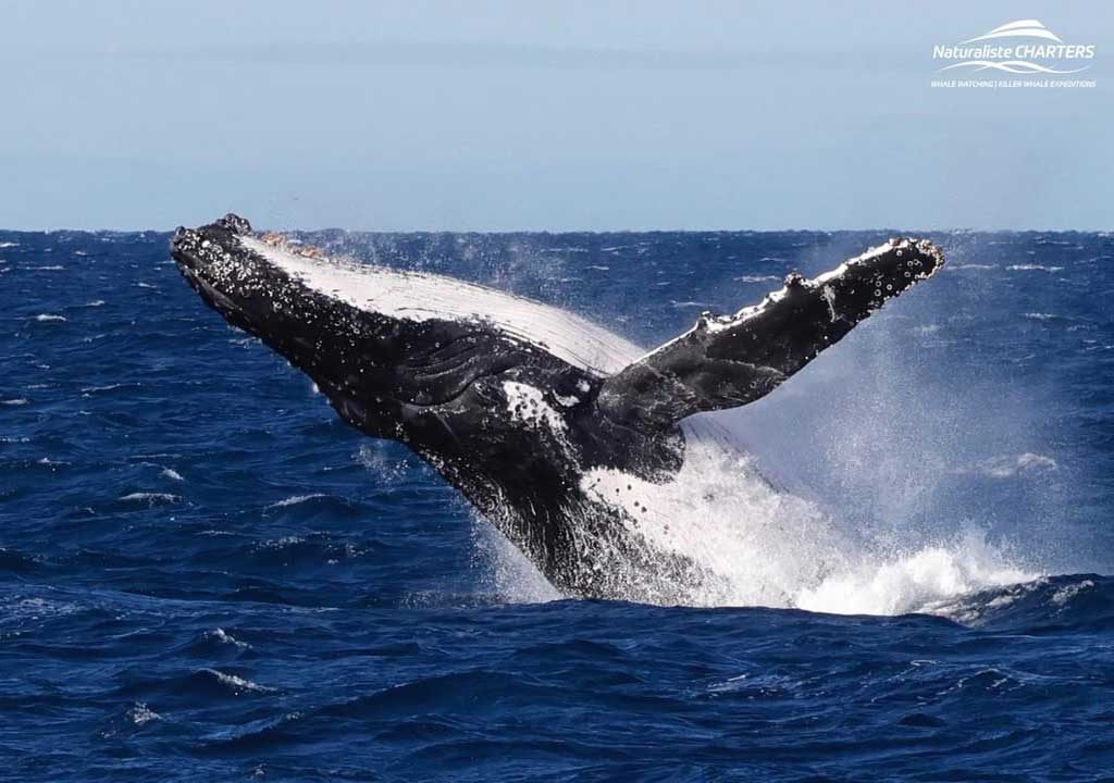 Augusta Whale Watching - Naturalise Charters