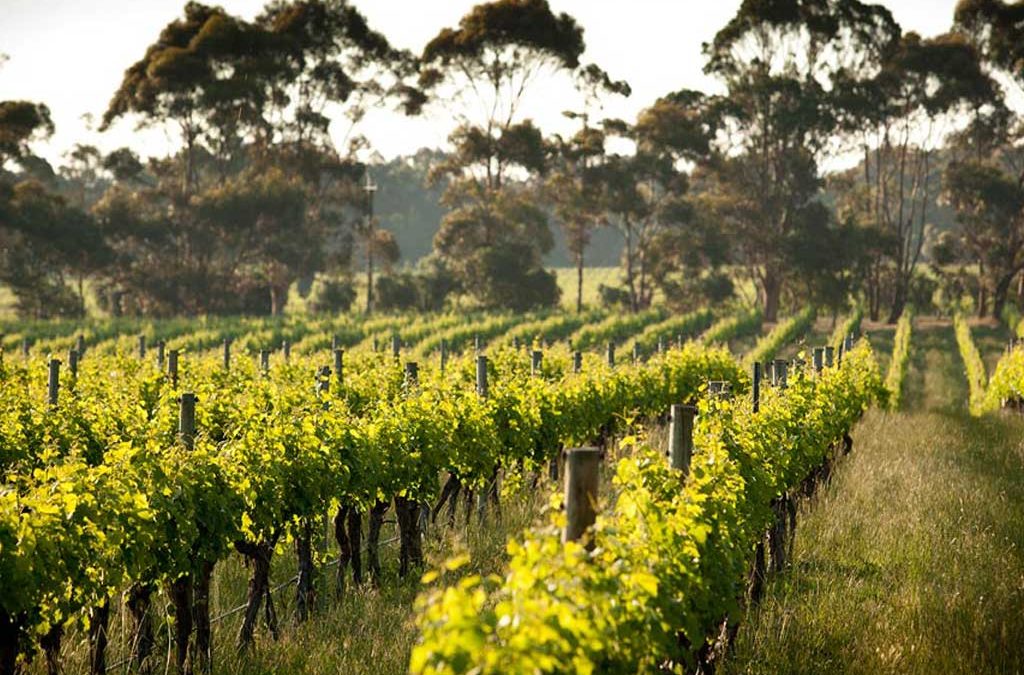 Top 5 best wineries in Margaret River