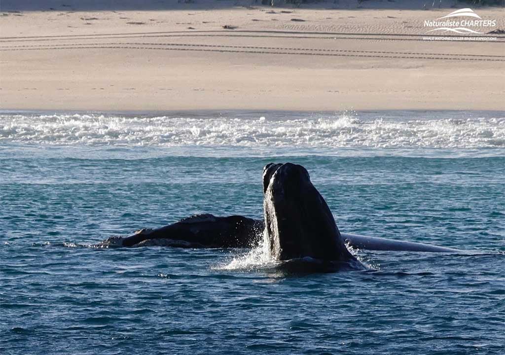 Broome Whale Watching - Naturaliste Charters