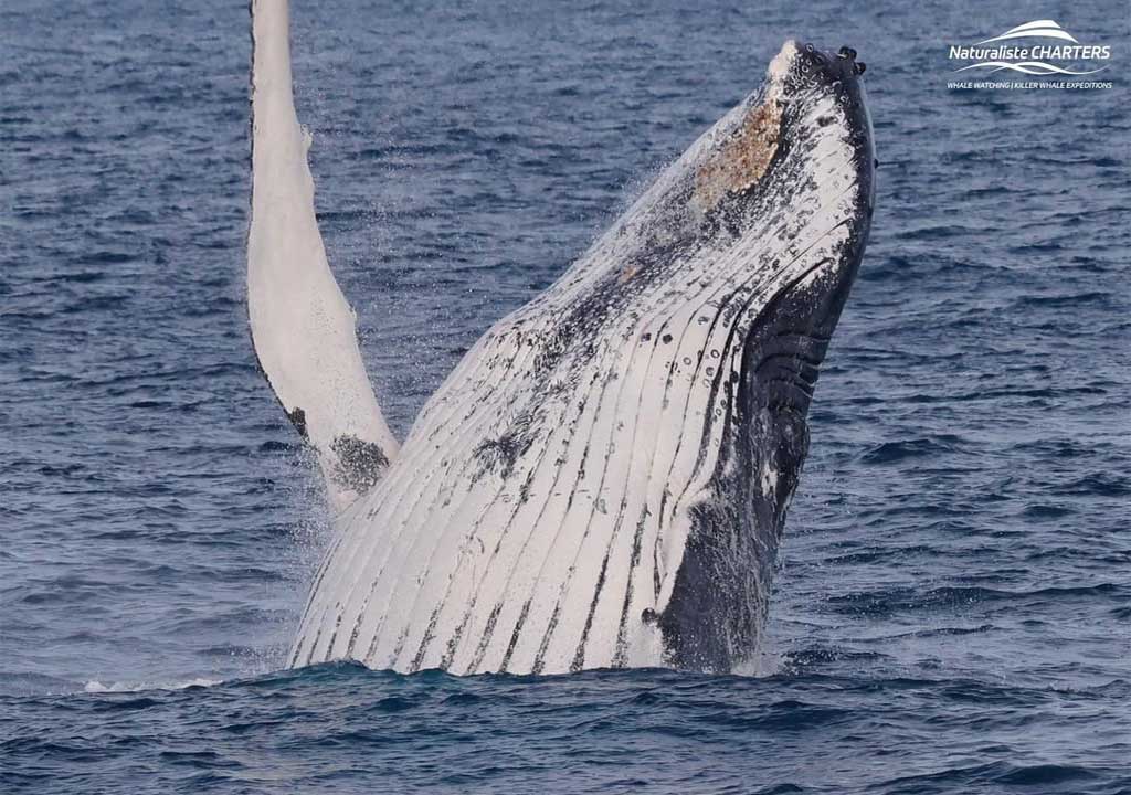 Busselton whale watching - Naturaliste Charters