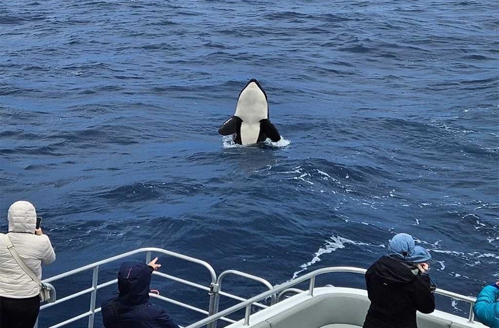 Whale Watching in Western Australia with Naturaliste Charters