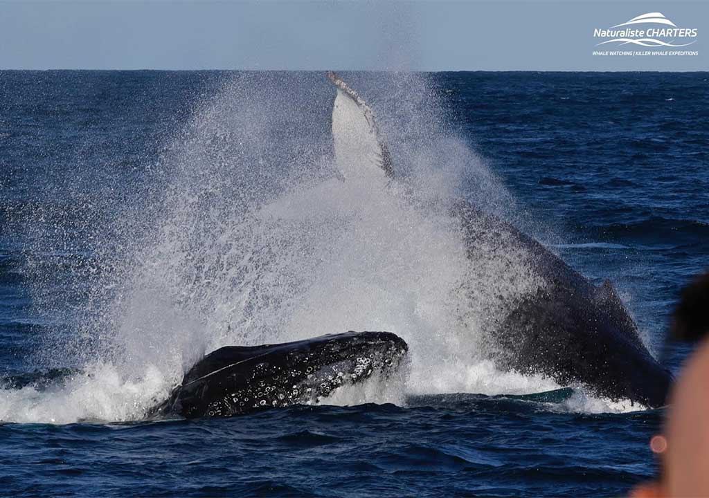 Dunsborough Whale Watching