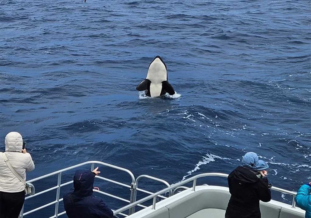 Whale Watching in Western Australia