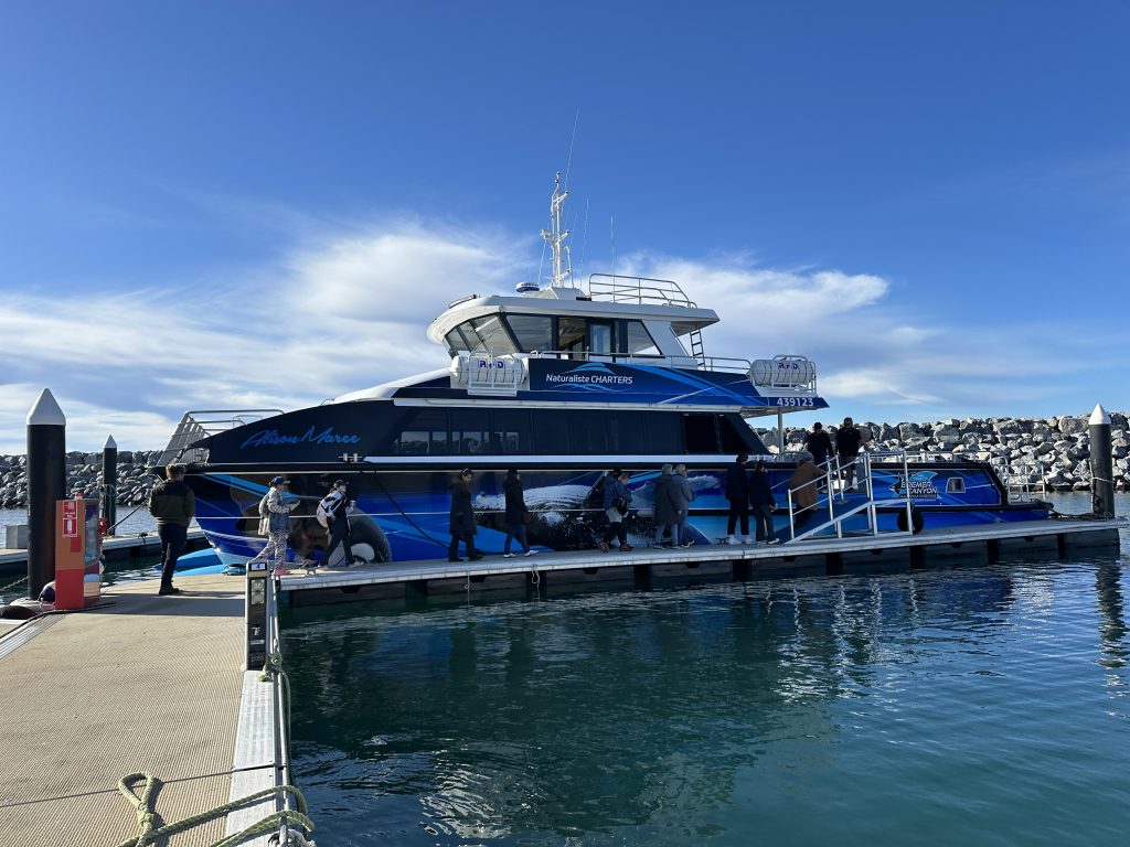 Whale Watching in Augusta